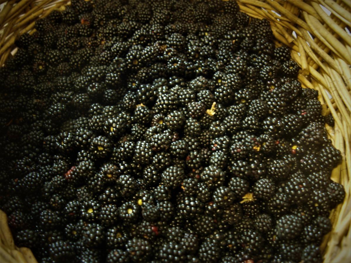 Agriturismo Becerca Vegan Serra San Quirico Luaran gambar